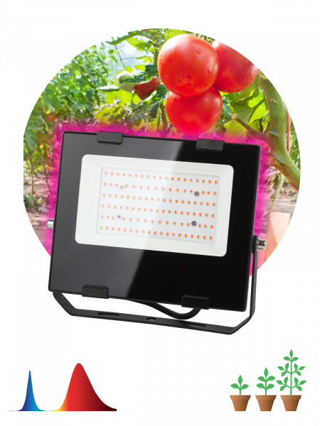 Прожектор ЭРА FITO-50W-RB-LED красно-синего спектра для растений